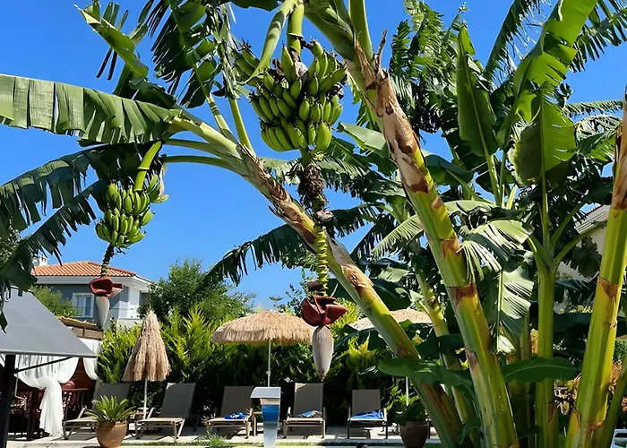 Odabasi Su Alacati *